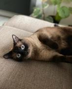 Zachtaardige, kater zoekt forever home zonder kinderen, Dieren en Toebehoren, Katten en Kittens | Dekkaters, 6 jaar of ouder