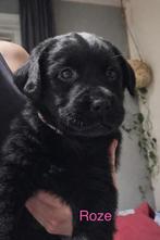 Prachtig Boulab teefje, 8 tot 15 weken, Teef, Eén hond, Nederland