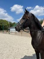 Lieve mooie allround E-pony (151cm), 7 jaar, zwart, merrie, Dieren en Toebehoren, Pony's, Springpony, 7 tot 10 jaar, Merrie, Gechipt