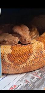 Boa constrictor. 2 dames, Dieren en Toebehoren, Slang