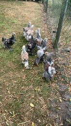 Brahma ZALM hanen kuikens (schitterende kleur), Dieren en Toebehoren, Pluimvee, Mannelijk, Kip