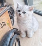 Britse korthaar kittens blue/grijs, silver spotted tabby, Meerdere dieren, 0 tot 2 jaar, Ingeënt