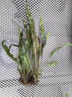 JAVA varen plantjes  ( gratis ), Dieren en Toebehoren, Vis