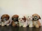 Mooie Boomer pups ShihTzu x Maltezer., Dieren en Toebehoren, Nederland, Overige rassen, 8 tot 15 weken, CDV (hondenziekte)