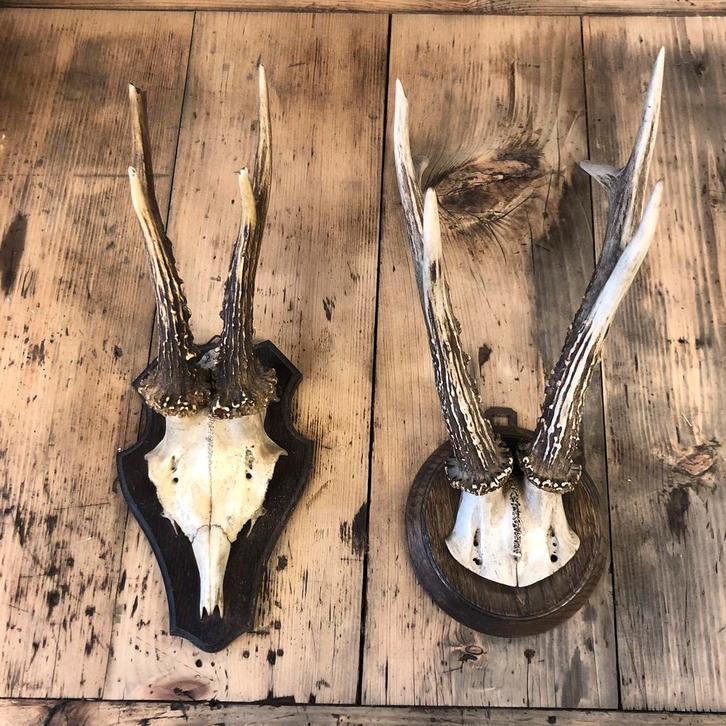 Antiek gewei, geweitjes, oude geweien, vintage, Antiek en Kunst, Curiosa en Brocante, Ophalen