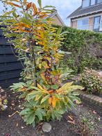 Tamme kastanje boom, Tuin en Terras, Planten | Bomen, Ophalen of Verzenden, Volle zon, Overige soorten, 100 tot 250 cm