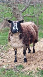 Zwartbles schaap, Dieren en Toebehoren, Vrouwelijk, Schaap