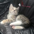 Laatste kitten "vrouwtje", Meerdere dieren, Kortharig, 0 tot 2 jaar