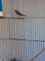 Roodborstje, Mannelijk, Geringd