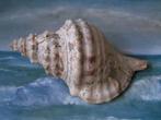grote triton schelp nr GG 174, Verzamelen, Mineralen en Fossielen, Verzenden, Schelp(en)