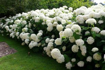 Hortensia Strong Annabelle beschikbaar voor biedingen