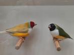 Gouldamadines, Dieren en Toebehoren, Vogels | Overige Vogels, Meerdere dieren, Geringd