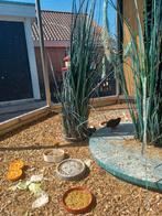 Chinese dwergkwartels, Dieren en Toebehoren, Mannelijk, Tropenvogel