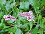 Persicaria, Geranium, Vlinderstruik, Ophalen, Overige soorten, Halfschaduw