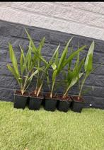 Winterharde palm stekjes 2 per potje 30 cm, Tuin en Terras, Planten | Tuinplanten, Ophalen, Bloeit niet, Overige soorten, Volle zon