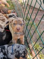 Mooi nestje Australian Sheperd x Vizsla, 8 tot 15 weken, Meerdere, Meerdere dieren, Middel