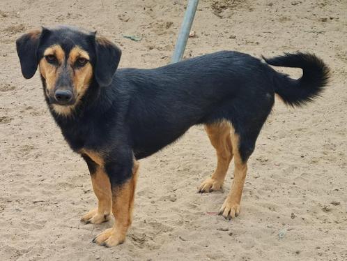 Kleine Amara is een lief, zachtaardig meisje (in NL), Dieren en Toebehoren, Honden | Niet-rashonden, Klein, Teef, Particulier