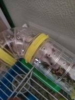 te koop Chinese dwerghamster, Dieren en Toebehoren, Knaagdieren, Hamster, Februari, Geslacht onbekend, Tam