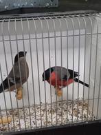 Koppel noorse Goudvinken 25 wildkleur, Dieren en Toebehoren, Vogels | Overige Vogels, Meerdere dieren, Wildzangvogel, Geringd