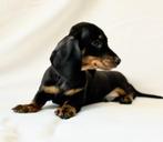 teckel pups, CDV (hondenziekte), 8 tot 15 weken, Korthaar, Dwerg