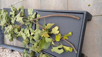 Deze drie gesnoeide vijgenboomtakken. beschikbaar voor biedingen