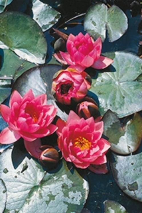 waterlelie, ruime keus ook lelieaarde en leliemanden, Tuin en Terras, Planten | Tuinplanten, Eenjarig, Volle zon, Zomer, Ophalen of Verzenden