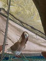 Koppel Hollandse kapucijner geel en zwart, Overige soorten