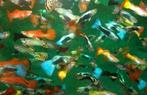 Guppy Man Diverse Kleuren (gup, Poecilia reticulata), Dieren en Toebehoren, Vissen | Aquariumvissen, Zoetwatervis, Vis