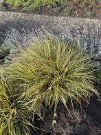 10 x Carex Oshimensis 'Evergold 20  x Lavandula angustifolia, Ophalen of Verzenden, Siergrassen, Halfschaduw