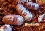 Armadillidium espanyoli Marbleized isopods / pissebedden, Overige soorten