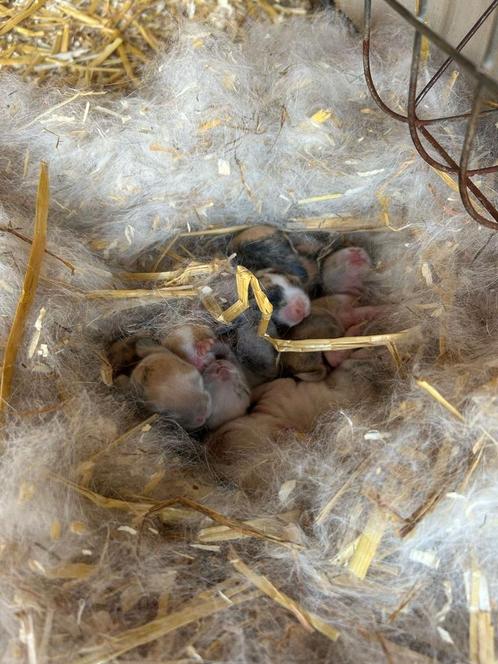 Nestje Nederlandse dwerg hangoor konijntjes, Dieren en Toebehoren, Knaagdieren, Meerdere dieren, Overige typen, Na 1 juli 2024