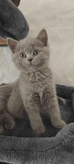 British Shorthair, Dieren en Toebehoren, Katten en Kittens | Raskatten | Korthaar
