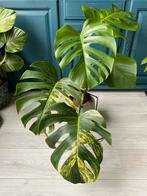 Monstera Aurea Variegata - Grote Kamerplant!!!, Overige soorten, Halfschaduw, Ophalen