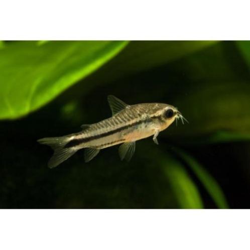 Corydoras Pygmaeus - Pygmy Cory, Dieren en Toebehoren, Vissen | Aquariumvissen, Zoetwatervis, Vis