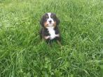 berner sennen pups nog 1 reu en 1 teef beschikbaar, Dieren en Toebehoren, Honden | Niet-rashonden, 8 tot 15 weken, Groot, Meerdere
