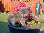 Lieve, langharige en super sociale kittens, Meerdere dieren, Ontwormd, 0 tot 2 jaar