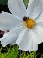 Cosmea witte  bloem zaden, Ophalen of Verzenden, Voorjaar, Volle zon, Zaad
