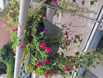 Campana flowerbridge Elho beschikbaar voor biedingen