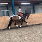 4 jaar fijn, werkwillig dressuur paard, Dieren en Toebehoren, Paarden, Gechipt, Ruin, Dressuurpaard, 3 tot 6 jaar