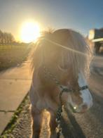 Verzorgers gezocht, Diensten en Vakmensen, Verzorging of Verzorgpony's