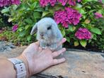 Prachtig Klein Schattig Raszuiver Minilop baby Rammetje, Mannelijk, Dwerg, Hangoor, 0 tot 2 jaar