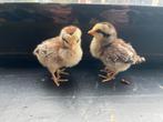 2 Hollandse kriel zilverpatrijs kuikens, Dieren en Toebehoren, Pluimvee, Meerdere dieren, Kip