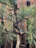 Pre bonsai, pinus nigra, Tuin en Terras, Planten | Bomen, Minder dan 100 cm, Overige soorten, Ophalen