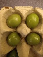 Tinamoe eieren, Geslacht onbekend, Tropenvogel