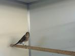 Bastaard putter, Dieren en Toebehoren, Vogels | Overige Vogels, Geslacht onbekend, Wildzangvogel, Geringd