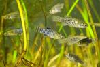 Aphanius iberus gezocht, Dieren en Toebehoren, Vissen | Aquariumvissen, Vis, Zoetwatervis, Schoolvis