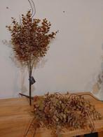 eucalyptus, Ophalen of Verzenden, Nieuw