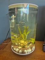 Mooi biorb aquarium, Dieren en Toebehoren, Vissen | Aquaria en Toebehoren, Ophalen of Verzenden, Zo goed als nieuw, Gevuld zoetwateraquarium
