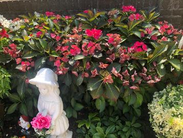 te koop planten beschikbaar voor biedingen