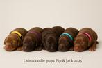F1 Labradoodle pups – Unieke kleur & vacht – Niet verharend, Dieren en Toebehoren, Overige rassen, 8 tot 15 weken, Meerdere, Meerdere dieren